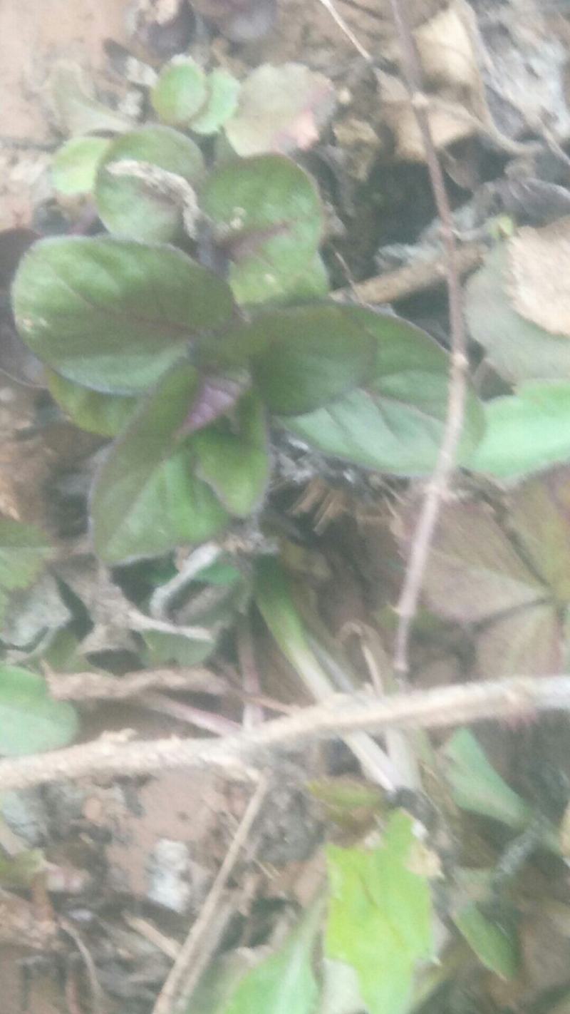 野生薄荷苗，可盆栽，绿化，药材种植，无农药残留，药用价值