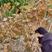 攀援植物紫藤家园，供应多花紫藤1-5公分