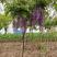 攀援植物紫藤家园，供应多花紫藤1-5公分
