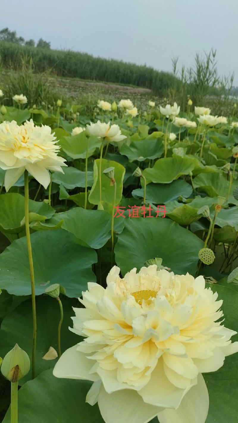 【推荐】精品荷花苗，绿化苗木，水生植物，基地直供欢迎选购