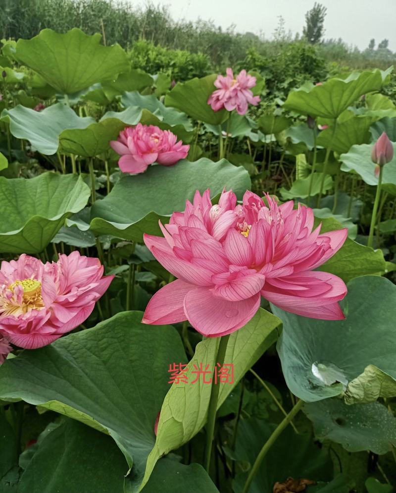 【推荐】精品荷花苗，绿化苗木，水生植物，基地直供欢迎选购