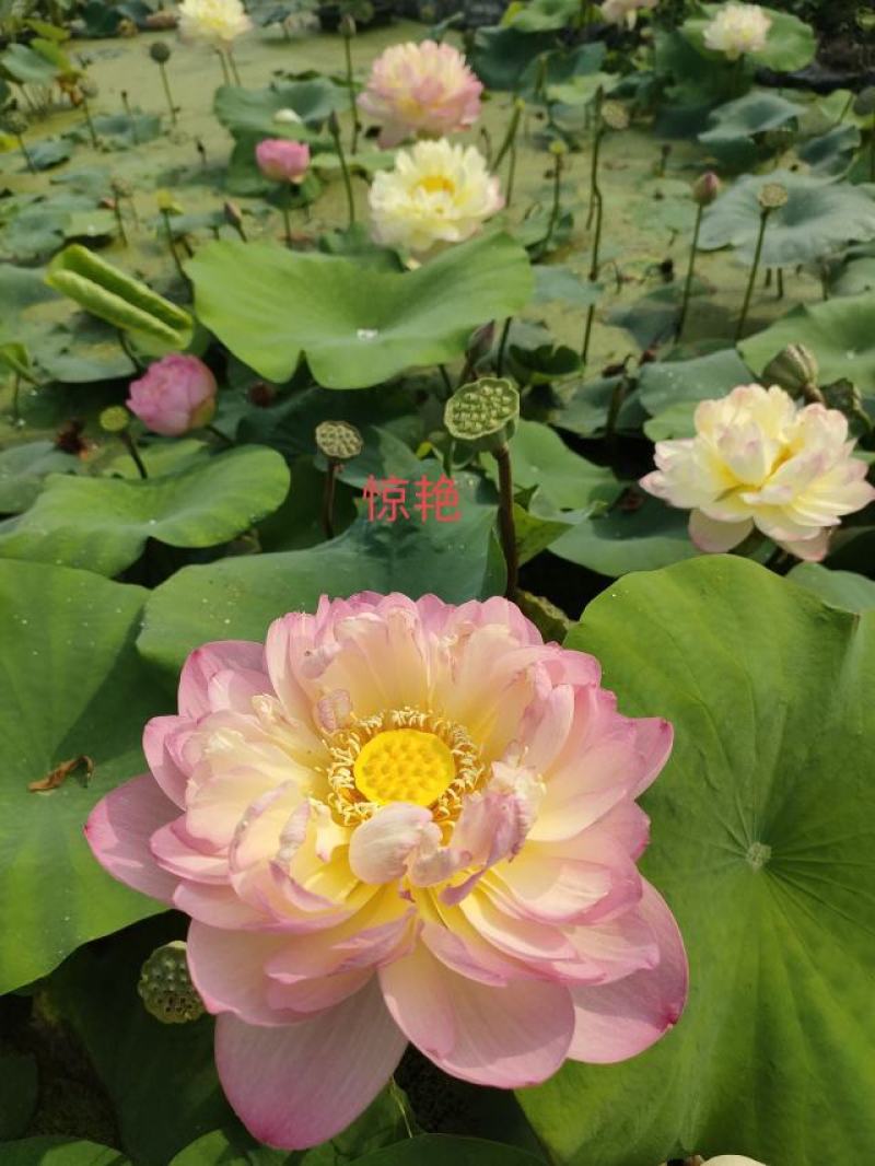 【推荐】精品荷花苗，绿化苗木，水生植物，基地直供欢迎选购