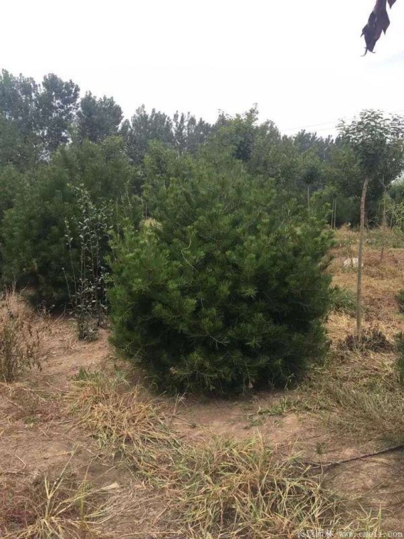 白皮松