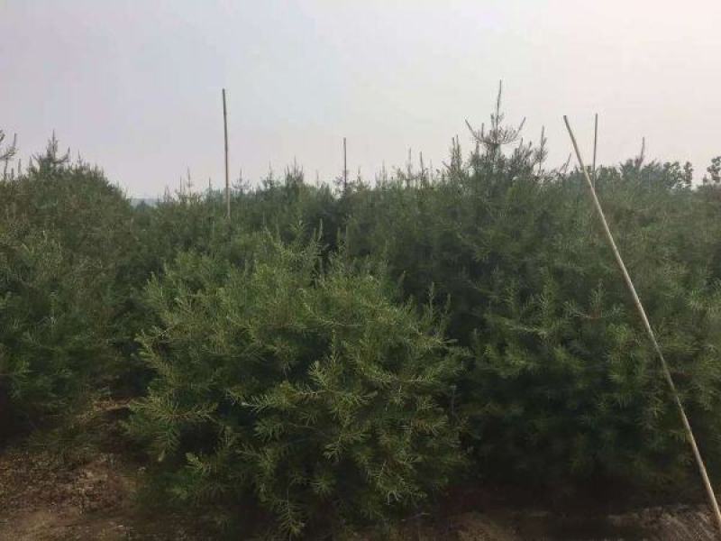 白皮松