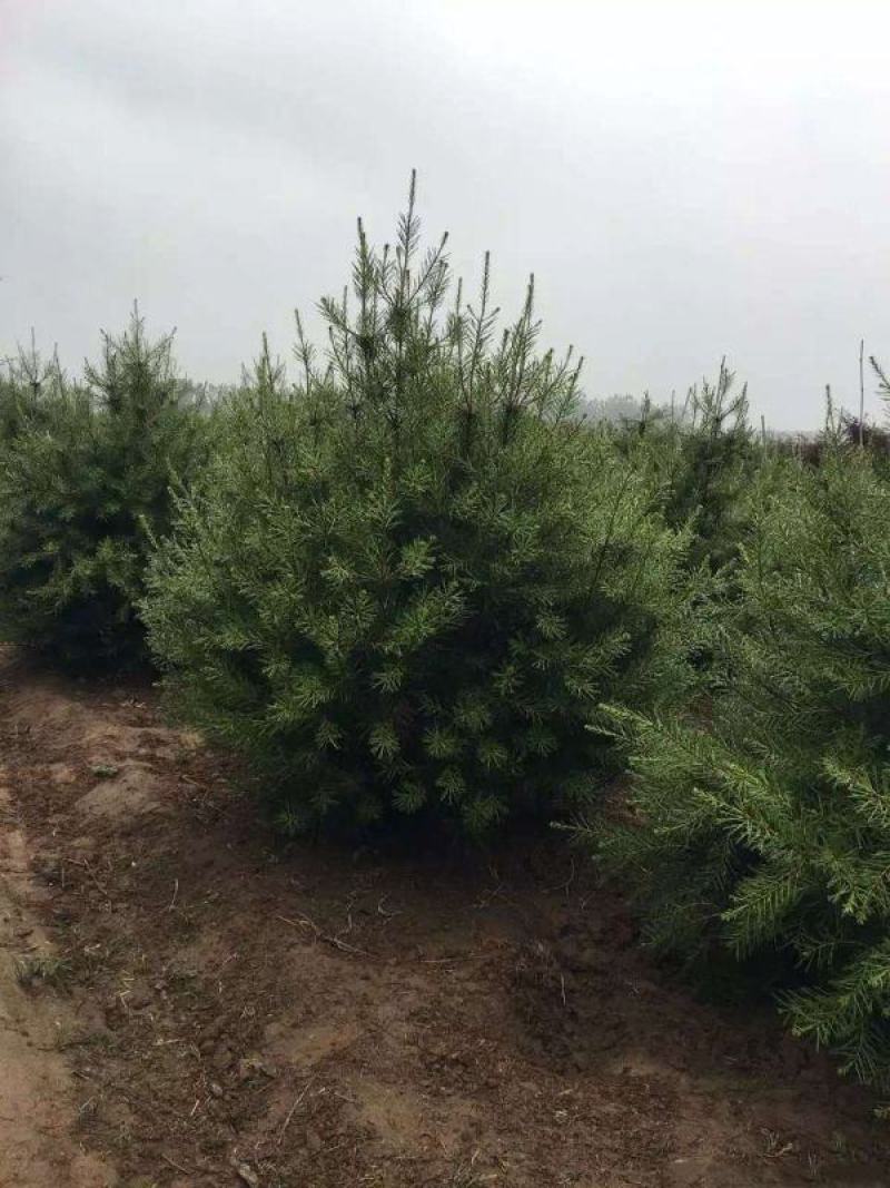 白皮松