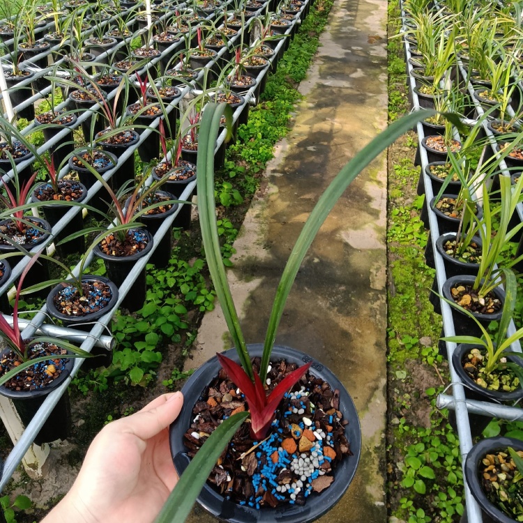 建兰批发]兰花建兰红草红荷网红热销四季兰高档名贵花卉名品花开漂亮红