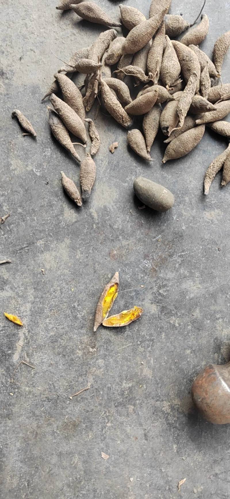 农家自产自销，中药材，黄丝郁金干货，无霉，阳光晒纯干货