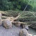 百日红