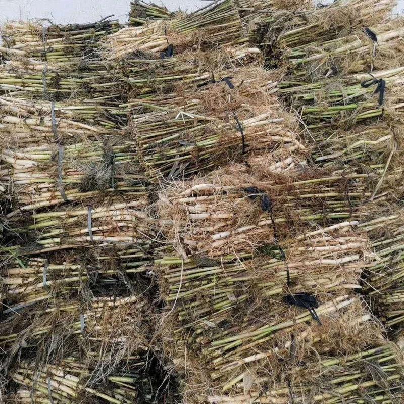 【精品】基地直发大量芦苇苗现货供应成活率高保质保量