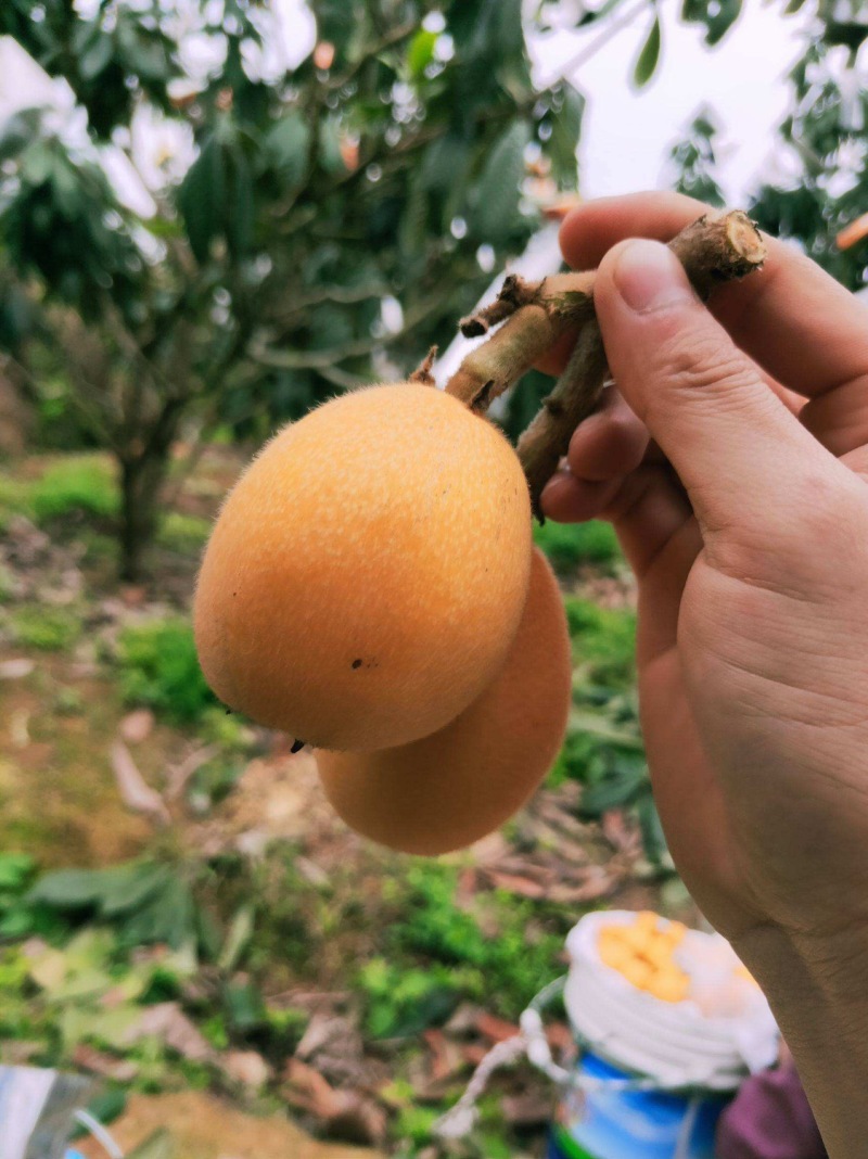 【正品大五星枇杷苗】早钟六号枇杷苗，一手货源，全国发货