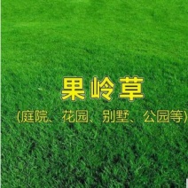 果岭草草坪种子四季青百慕大狗牙根马尼拉早熟禾四季常青