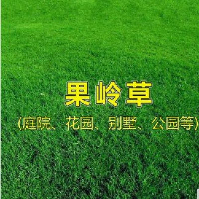 果岭草草坪种子四季青百慕大狗牙根马尼拉早熟禾四季常青