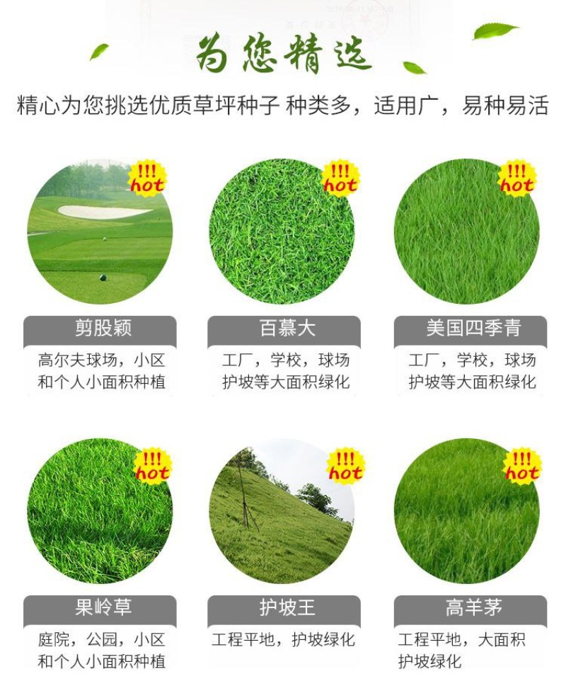 果岭草草坪种子四季青百慕大狗牙根马尼拉早熟禾四季常青