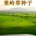 果岭草草坪种子四季青百慕大狗牙根马尼拉早熟禾四季常青