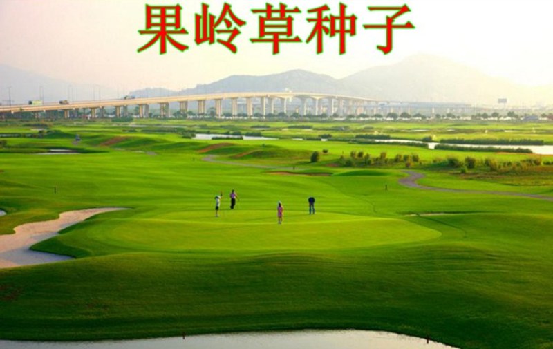 果岭草草坪种子四季青百慕大狗牙根马尼拉早熟禾四季常青