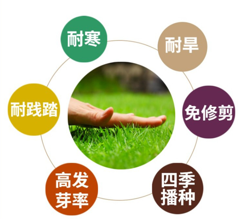 果岭草草坪种子四季青百慕大狗牙根马尼拉早熟禾四季常青