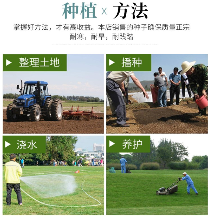 果岭草草坪种子四季青百慕大狗牙根马尼拉早熟禾四季常青
