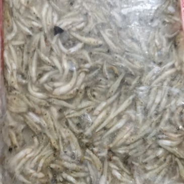 山根鱼