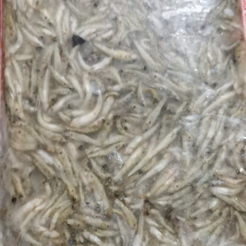 山根鱼
