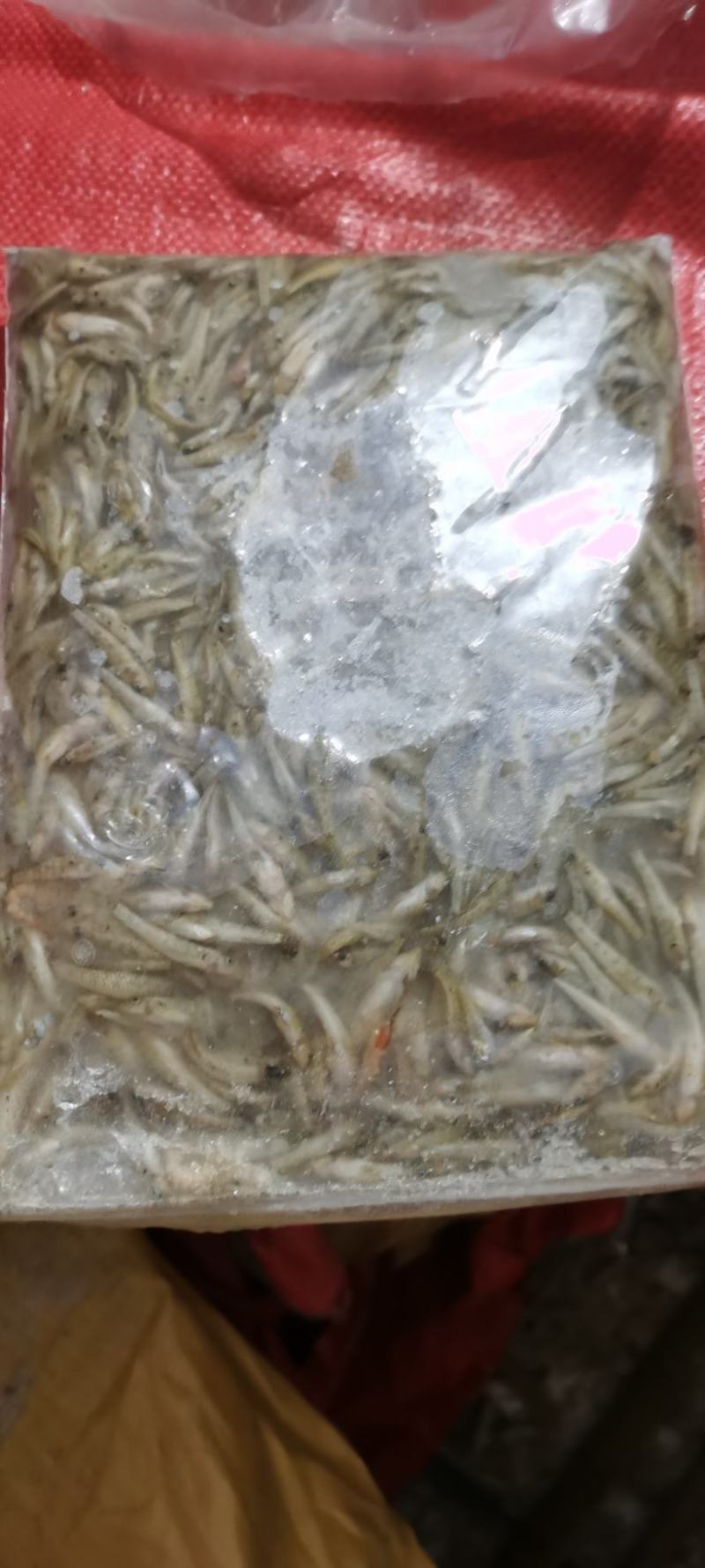 山根鱼