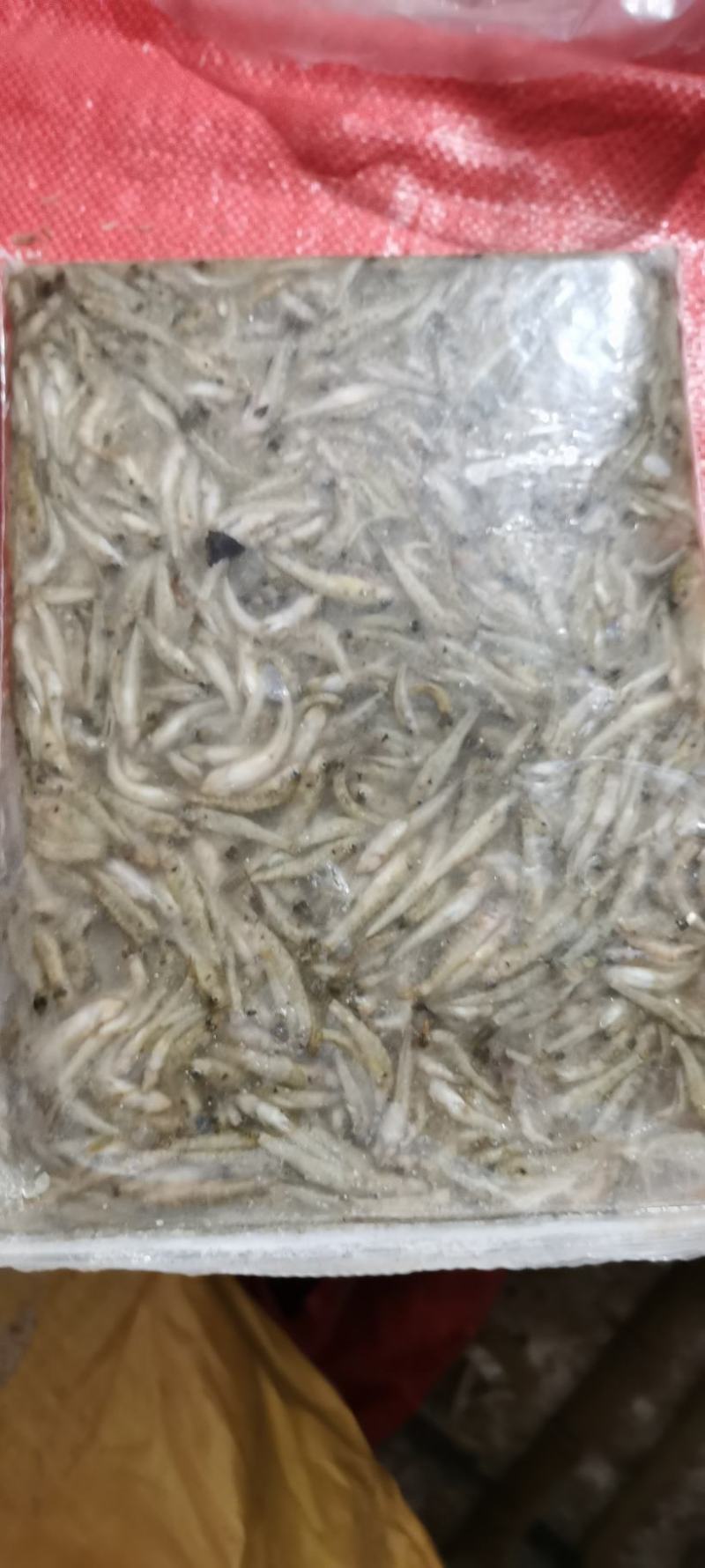 山根鱼