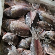 冻鲫鱼