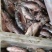 冻鲫鱼