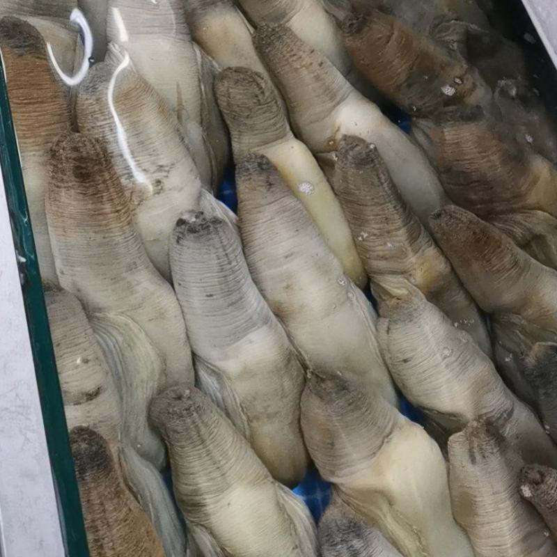 象拔蚌