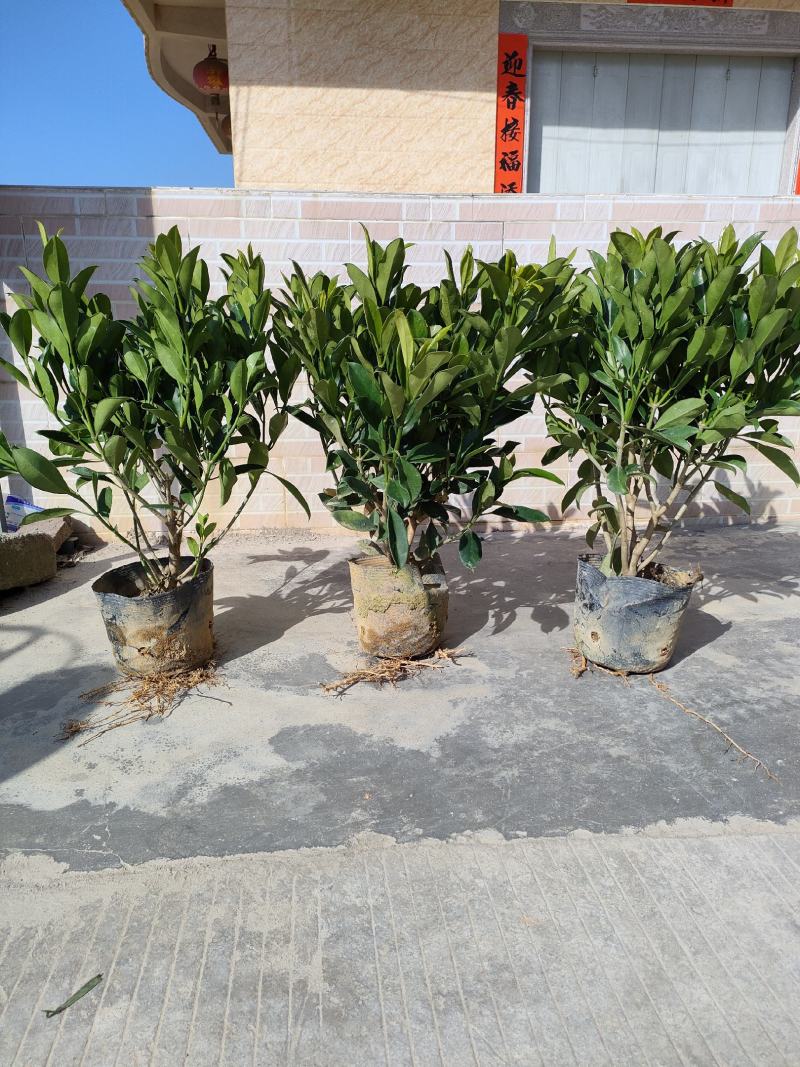 非洲茉莉，中杯18～23尺寸货品优质枝条密集。大量供应商