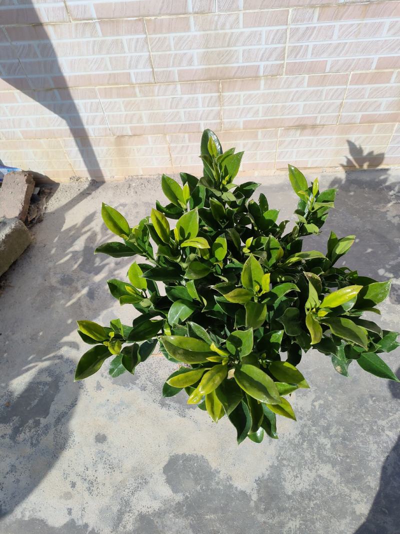 非洲茉莉，中杯18～23尺寸货品优质枝条密集。大量供应商