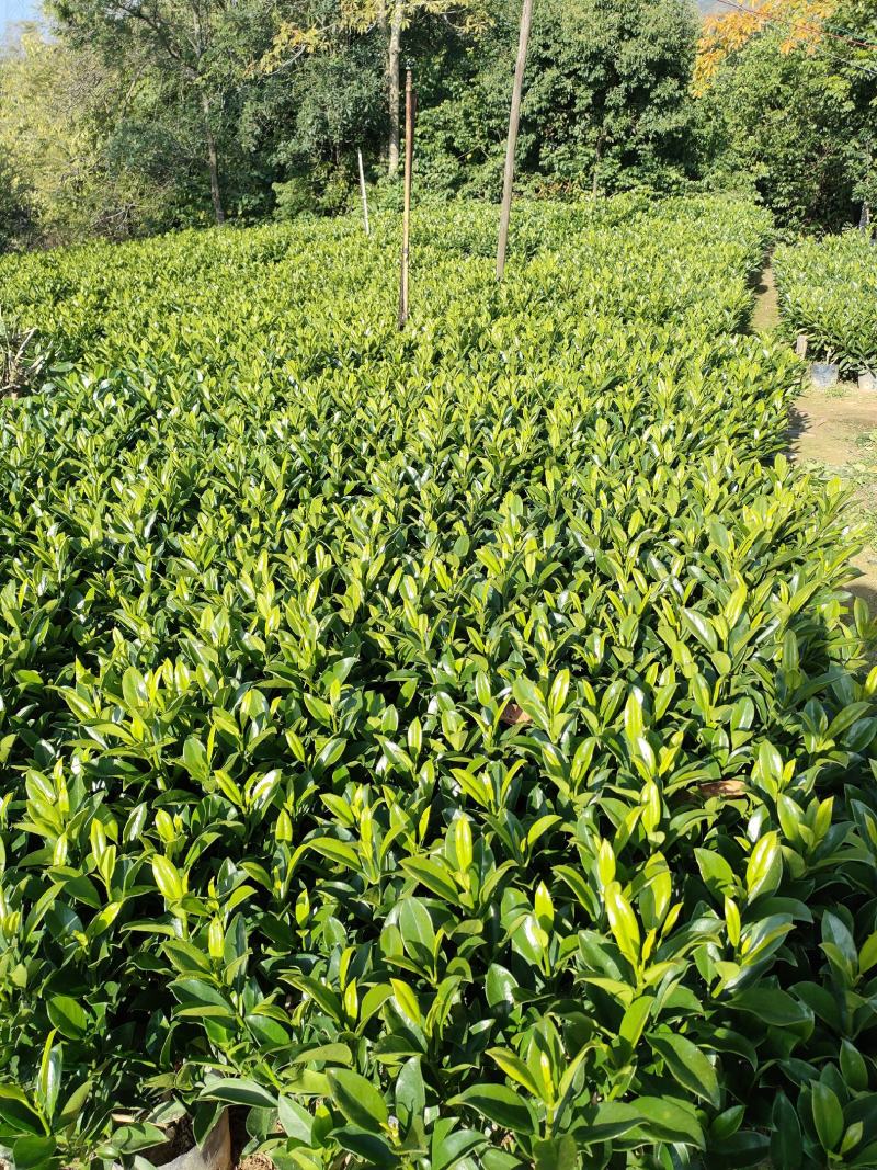 非洲茉莉，中杯18～23尺寸货品优质枝条密集。大量供应商