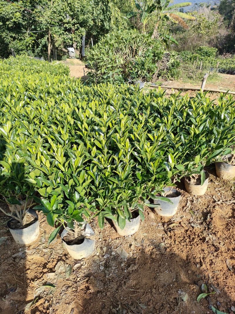 非洲茉莉，中杯18～23尺寸货品优质枝条密集。大量供应商