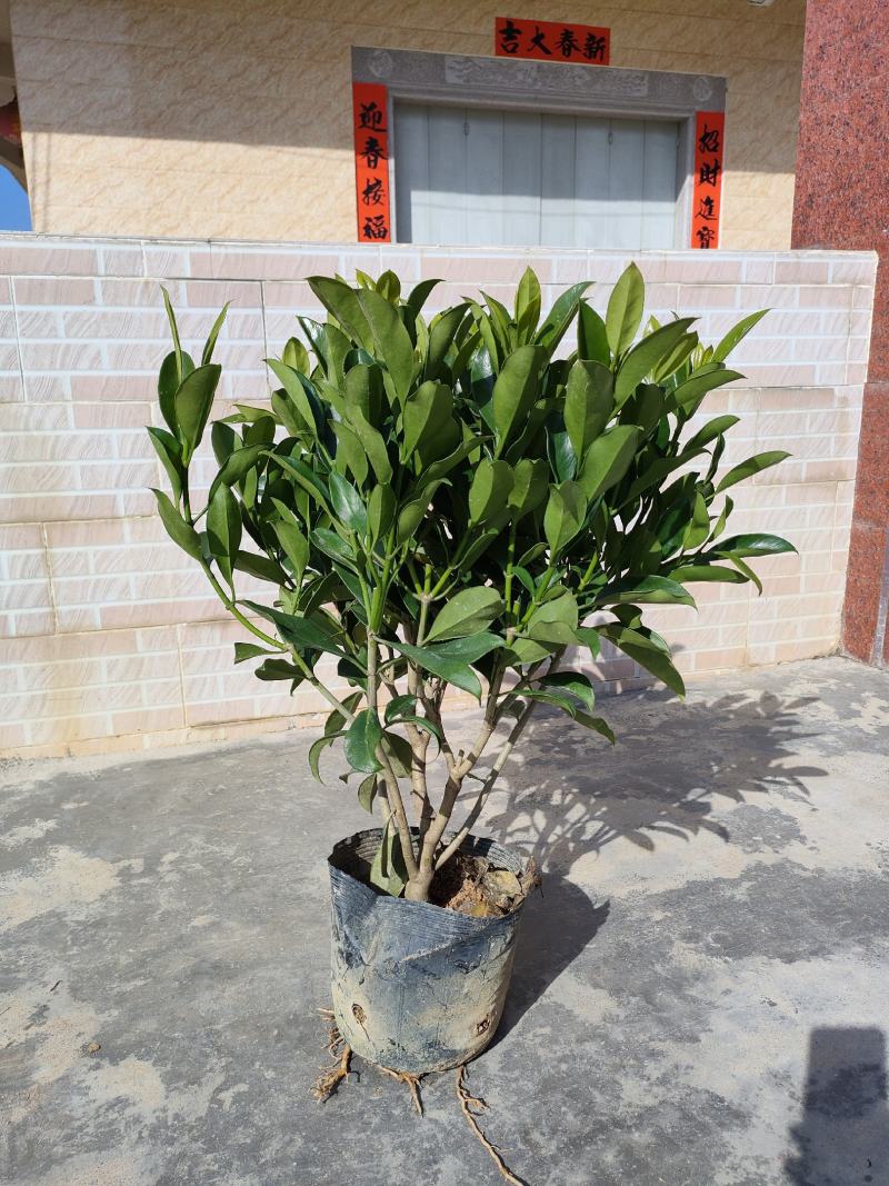 非洲茉莉，中杯18～23尺寸货品优质枝条密集。大量供应商