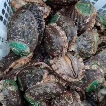 鲍鱼