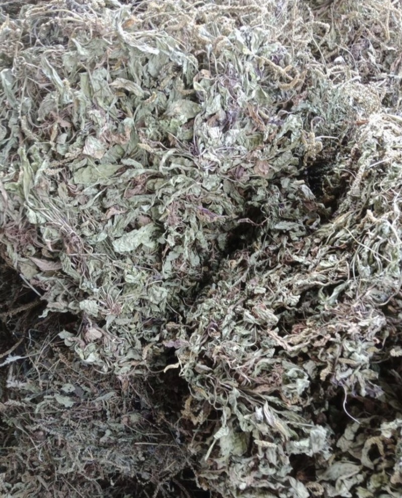 野生车前草干货，纯野生车前草水洗干货无杂质扎把，统货