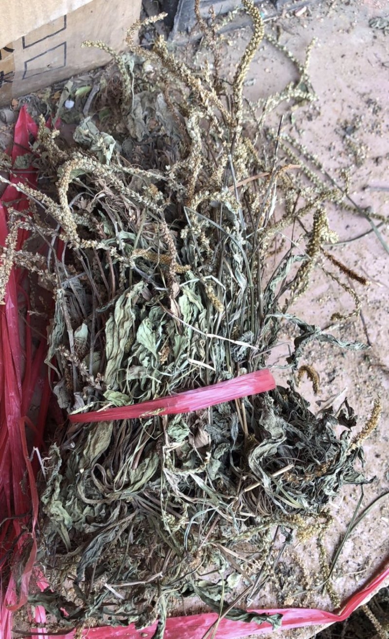 野生车前草干货，纯野生车前草水洗干货无杂质扎把，统货