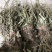 野生车前草干货，纯野生车前草水洗干货无杂质扎把，统货