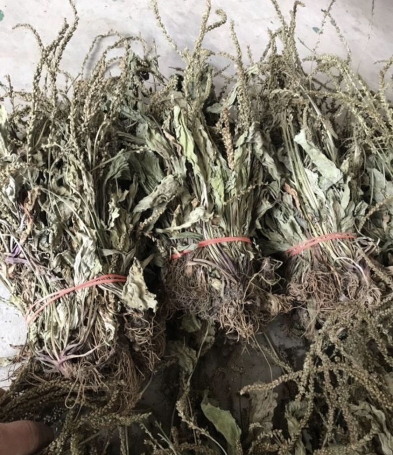 野生车前草干货，纯野生车前草水洗干货无杂质扎把，统货