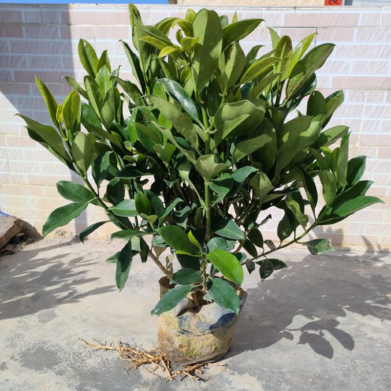 非洲茉莉，中杯18～23尺寸货品优质枝条密集。大量供应商