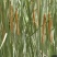 菖蒲