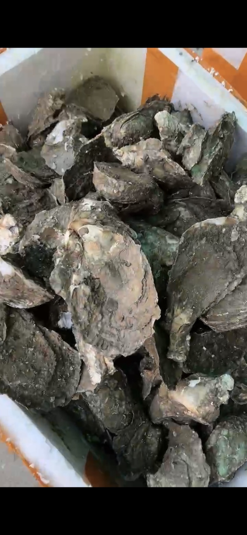 全壳1.5两至6两规格生蚝，薄壳款。肉肥