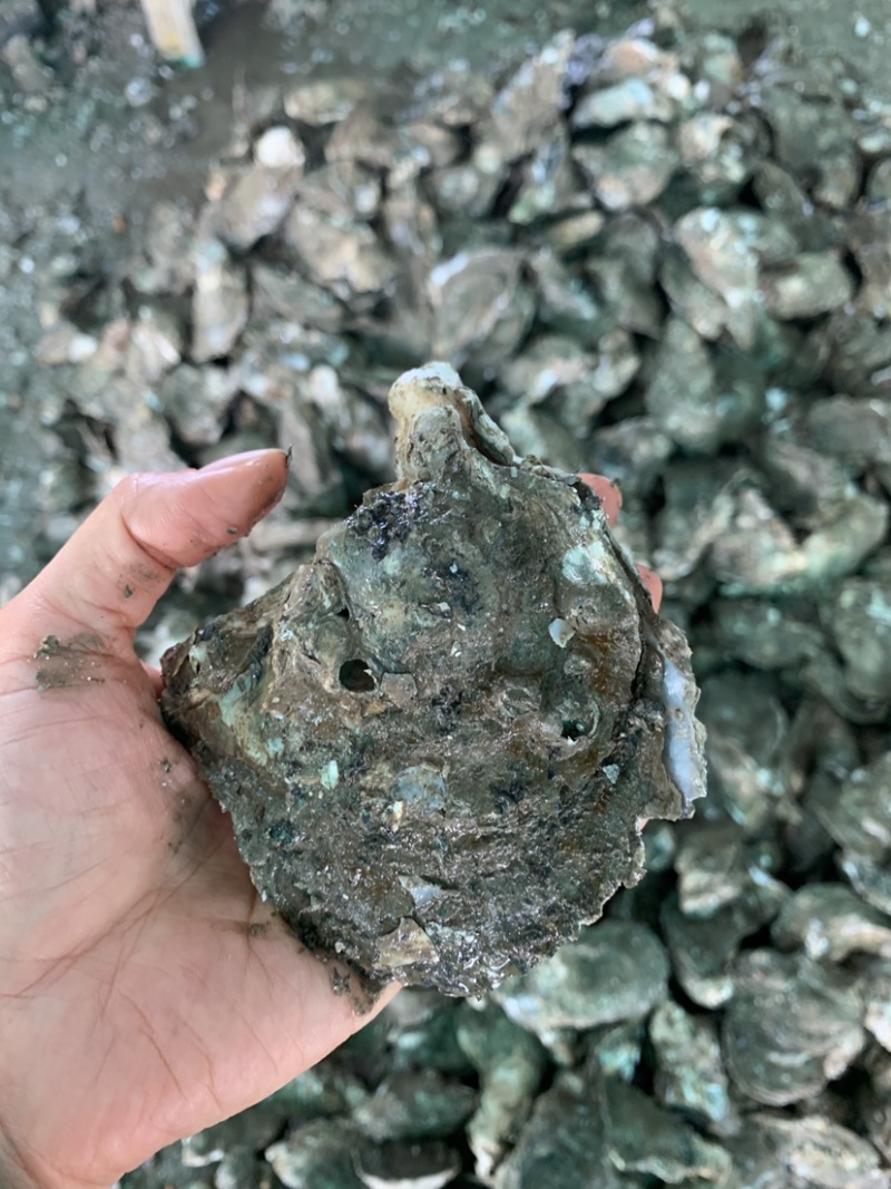 全壳1.5两至6两规格生蚝，薄壳款。肉肥