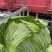 奥齐拉大量上市中，一手货源，长年供应，基地货，欢迎咨询…