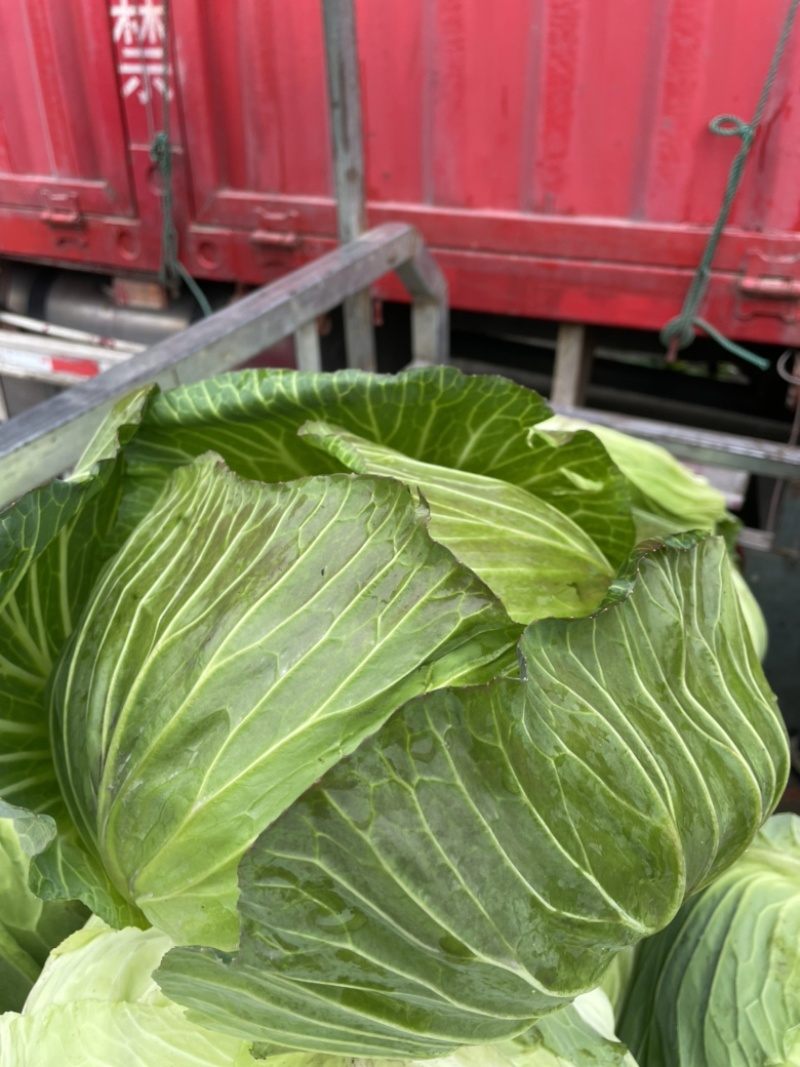 奥齐拉大量上市中，一手货源，长年供应，基地货，欢迎咨询…