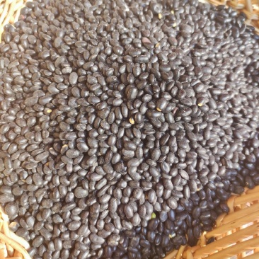 福纪元天然有机黑豆