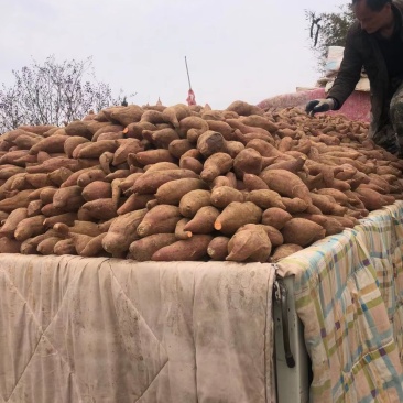 山东红薯产地货源充足价格实惠全国发货，优质红薯产
