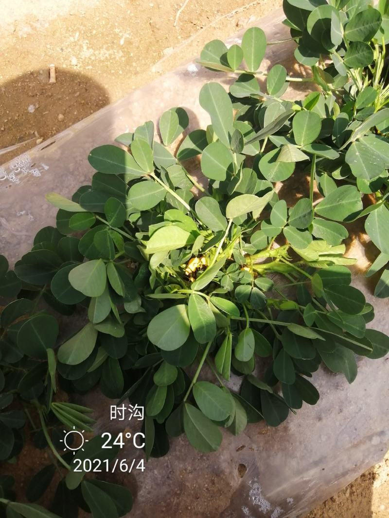超高产花生鲁花超千斤