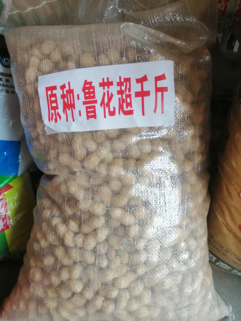 超高产花生鲁花超千斤