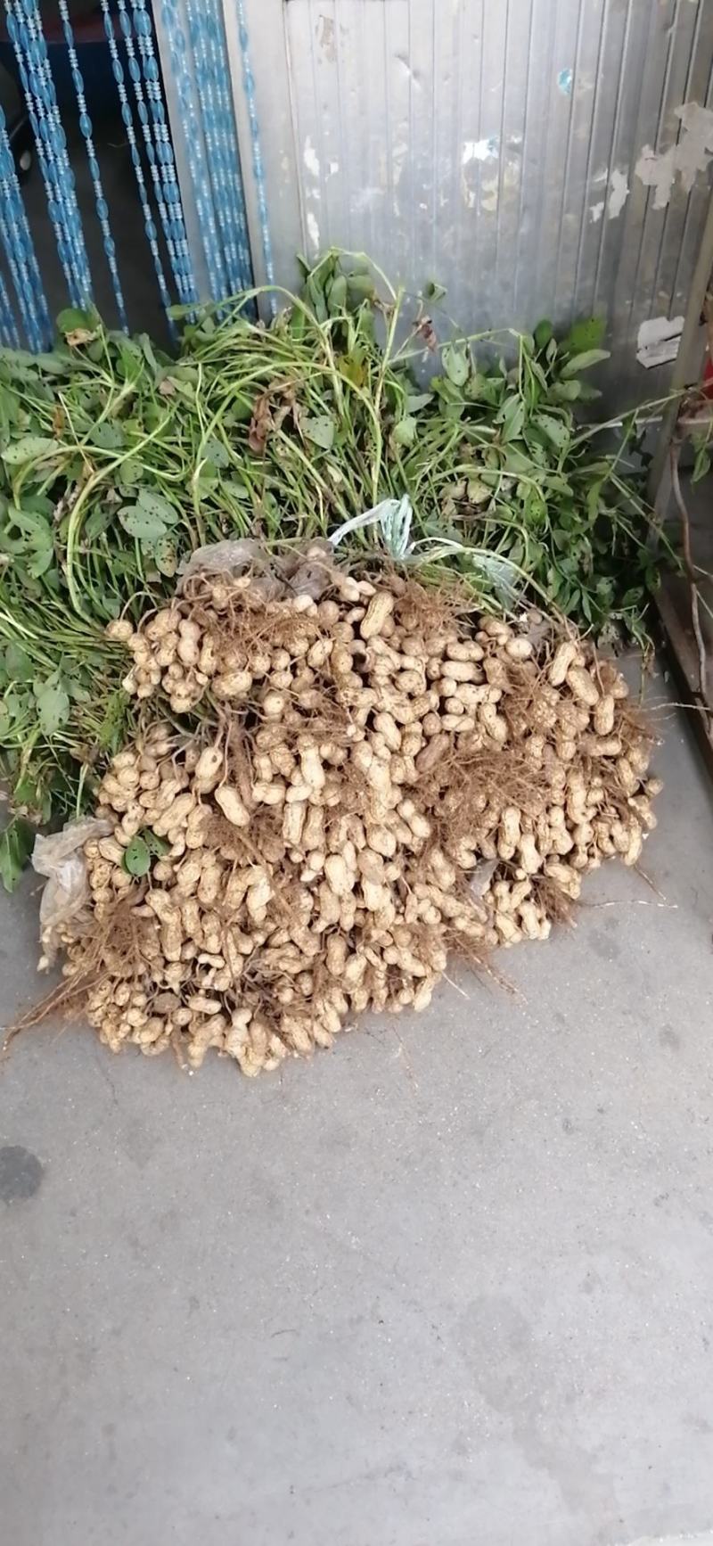 超高产花生鲁花超千斤
