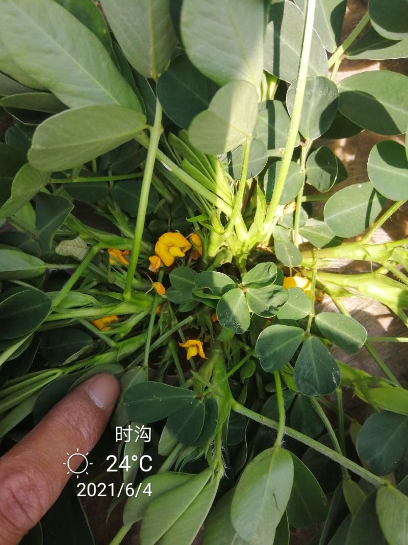 超高产花生鲁花超千斤